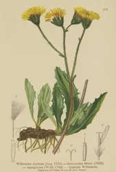 Willemetia (Willemetia stipitata, Willemetia hieracioides, Willemetia apargioides)